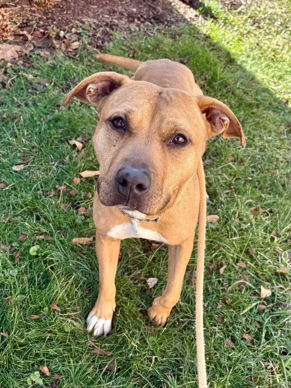 View Kareena the Dog Photo #17