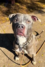 View Reed Richards the Dog Photo #11