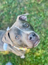 View Reed Richards the Dog Photo #8