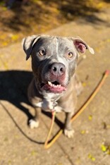 View Reed Richards the Dog Photo #10