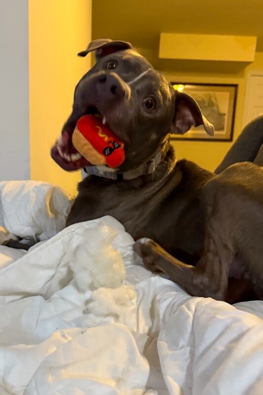 View Reed Richards the Dog Photo #2