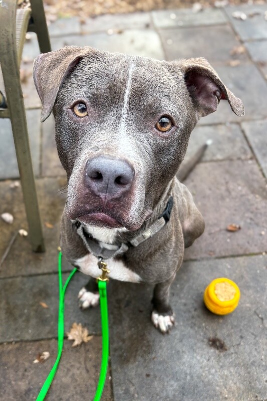 View Reed Richards the Dog Photo #17