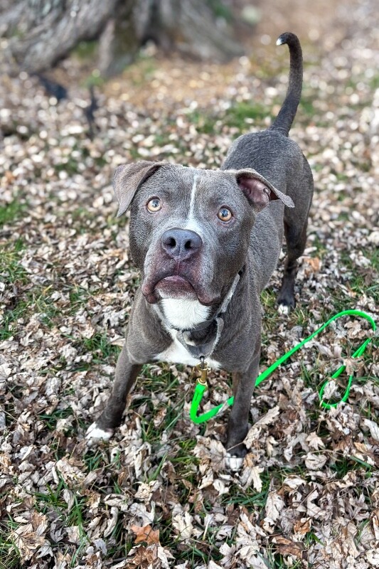 View Reed Richards the Dog Photo #16