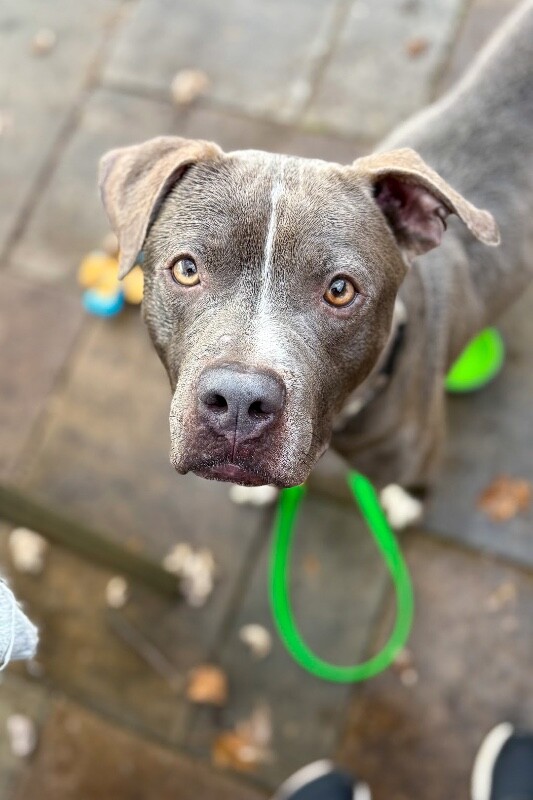 View Reed Richards the Dog Photo #14