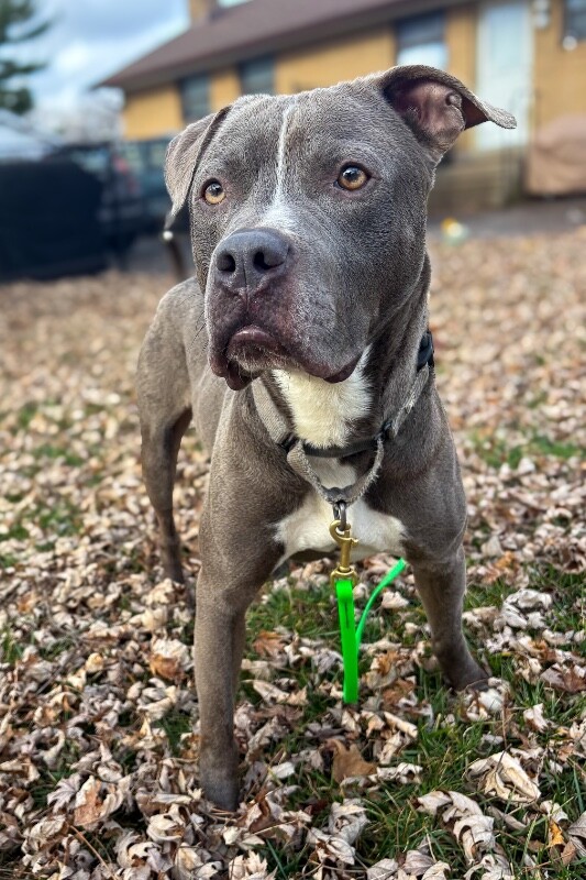 View Reed Richards the Dog Photo #15