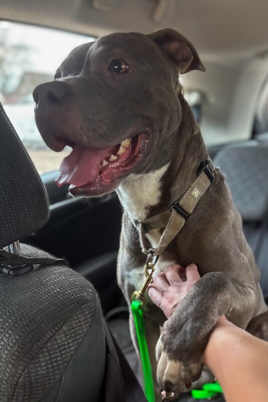 View Reed Richards the Dog Photo #3