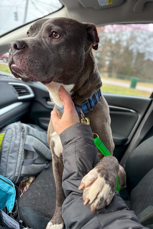 View Reed Richards the Dog Photo #18