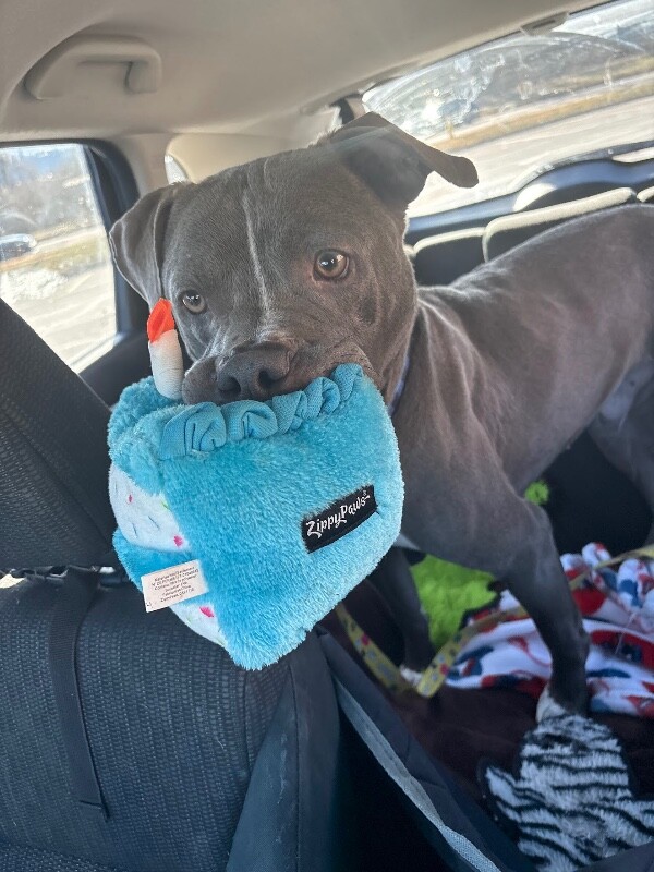 View Reed Richards the Dog Photo #7