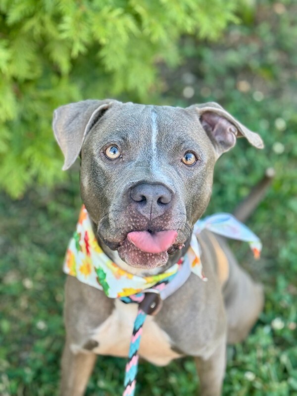 View Reed Richards the Dog Photo #13