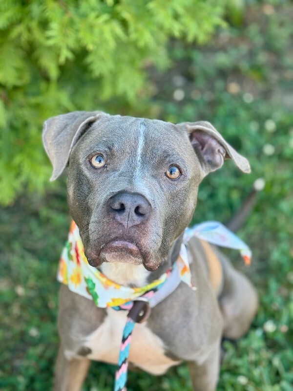 View Reed Richards the Dog Photo #12