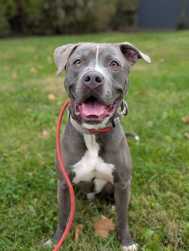 View Reed Richards the Dog Photo #5