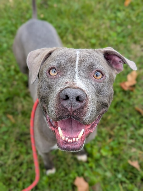 View Reed Richards the Dog Photo #4