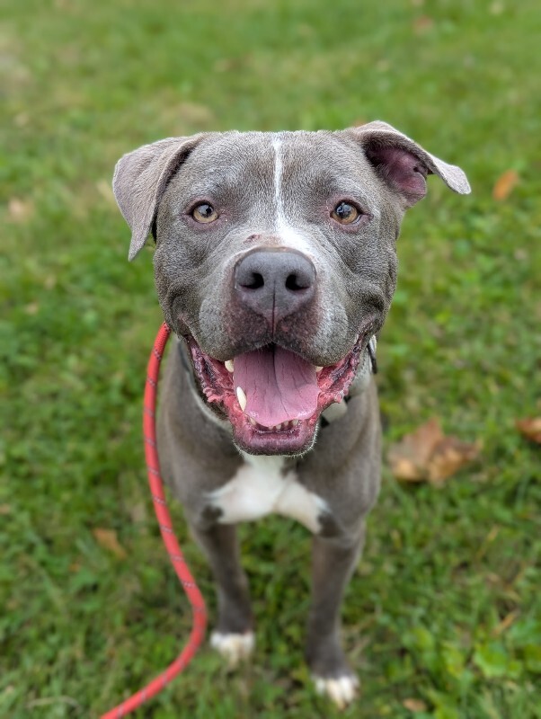 View Reed Richards the Dog Photo #6