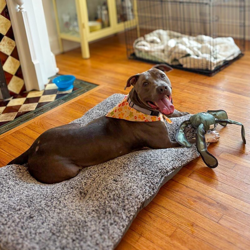 View Bentley the Dog Photo #6