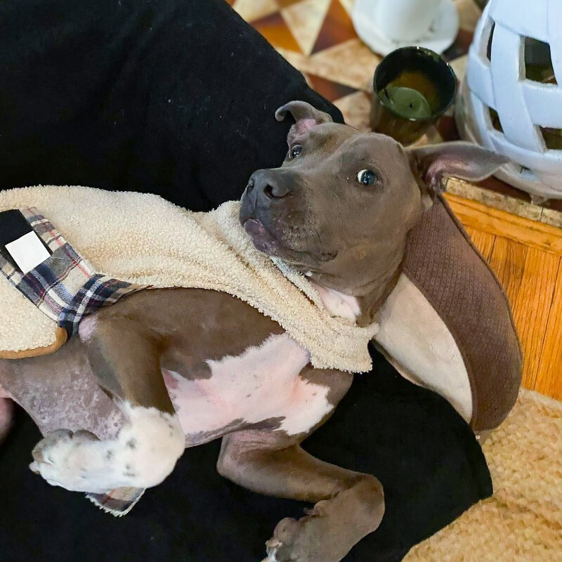 View Bentley the Dog Photo #2