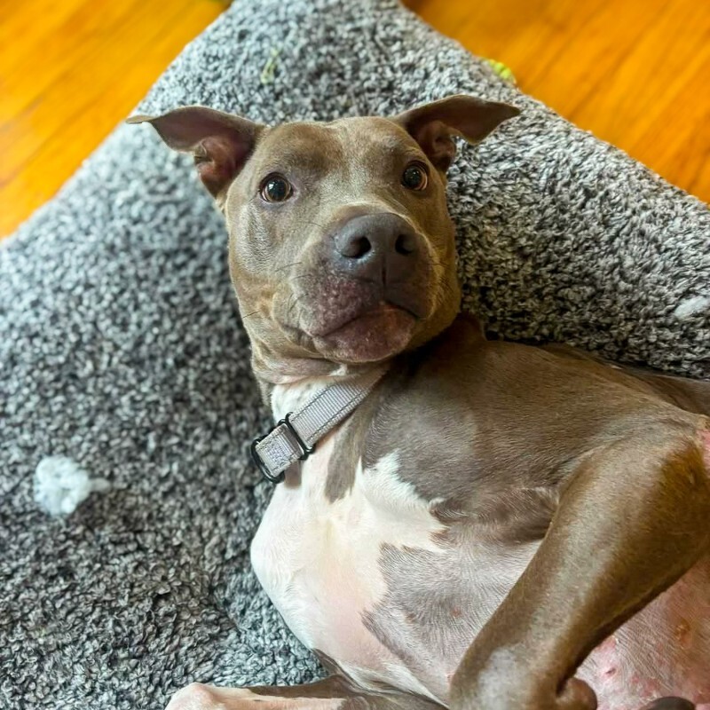 View Bentley the Dog Photo #5