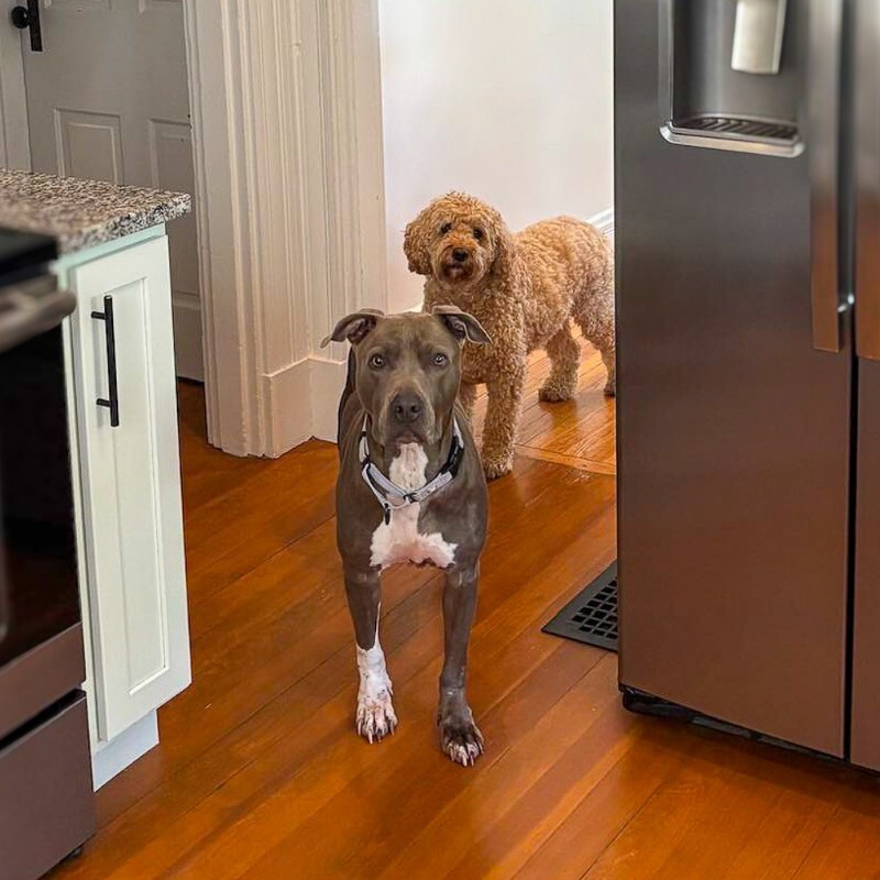 View Bentley the Dog Photo #3