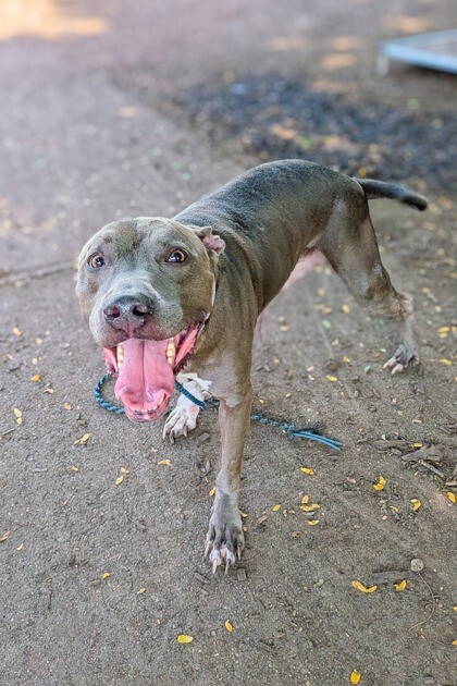 View Bentley the Dog Photo #7