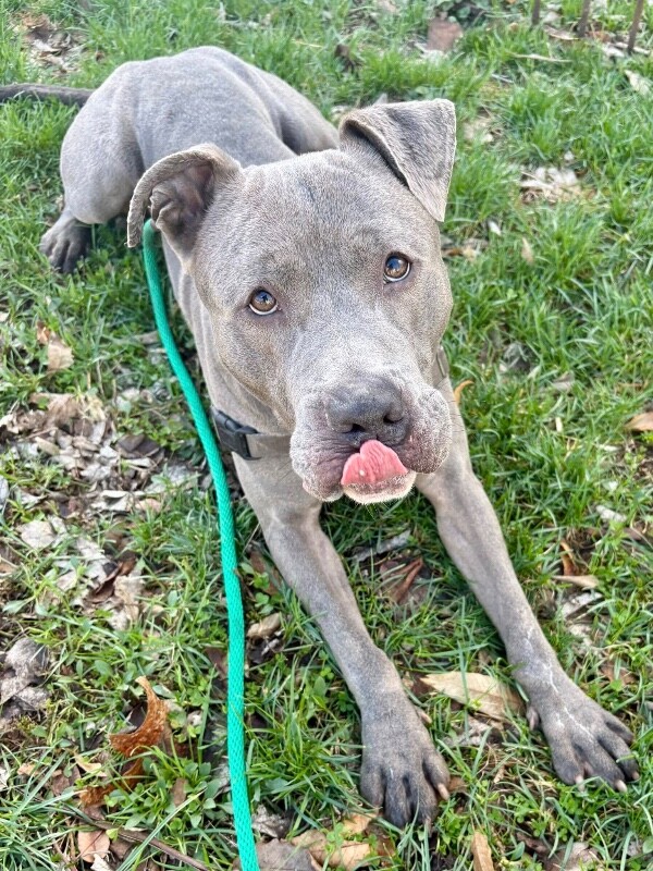 View Nirvana the Dog Photo #2