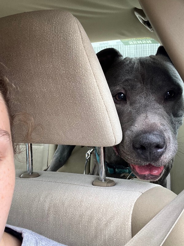 View Nirvana the Dog Photo #4