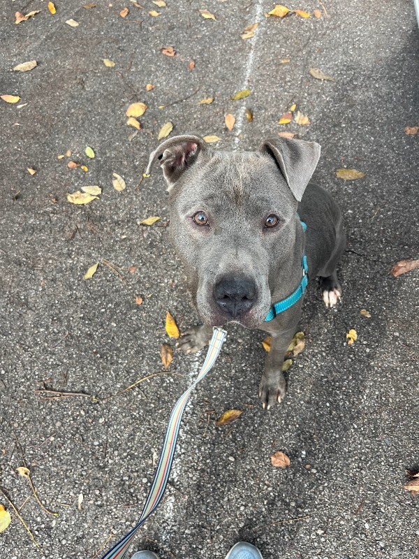 View Nirvana the Dog Photo #7