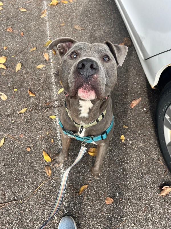 View Nirvana the Dog Photo #2