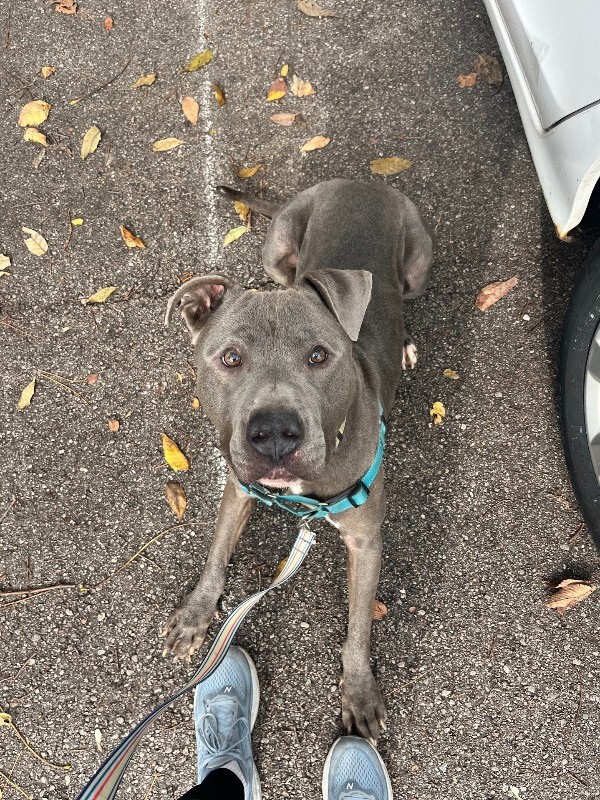 View Nirvana the Dog Photo #6