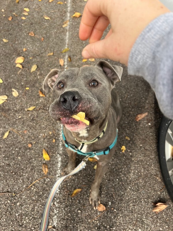 View Nirvana the Dog Photo #5