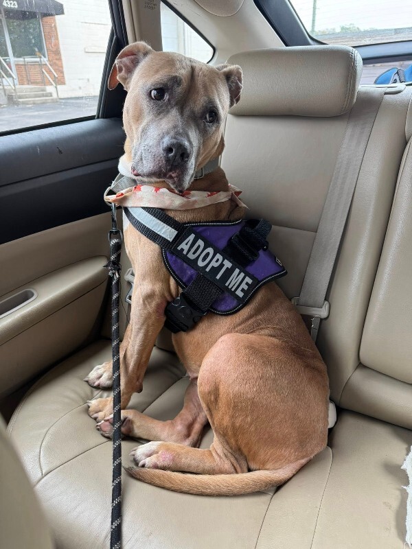 View Bess the Dog Photo #4