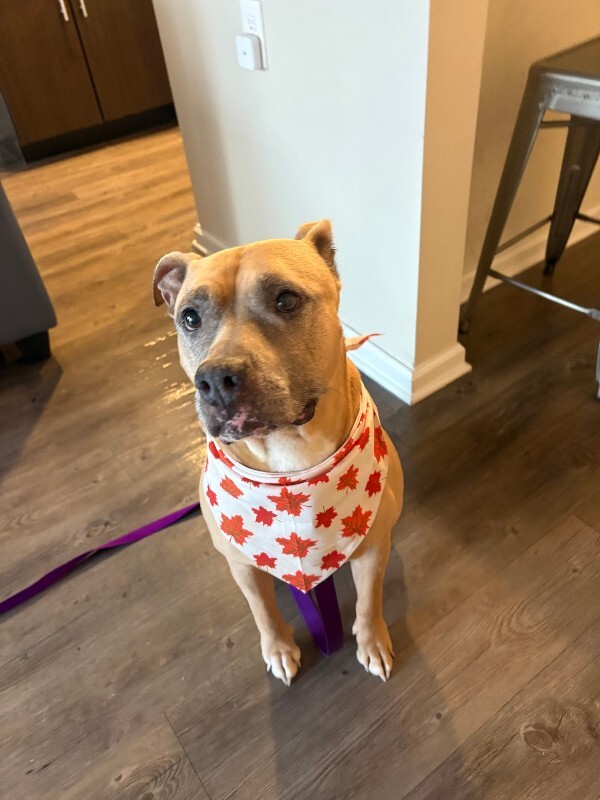 View Bess the Dog Photo #5