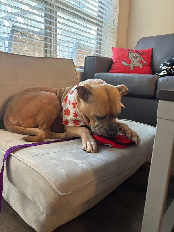 View Bess the Dog Photo #7