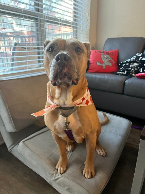 View Bess the Dog Photo #6