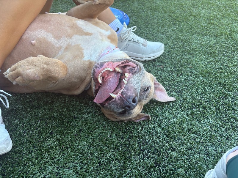 View Bess the Dog Photo #9