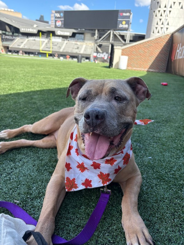 View Bess the Dog Photo #8