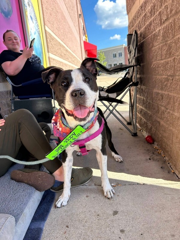 View Chev the Dog Photo #16