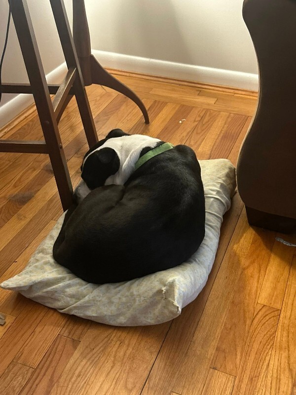 View Chev the Dog Photo #6