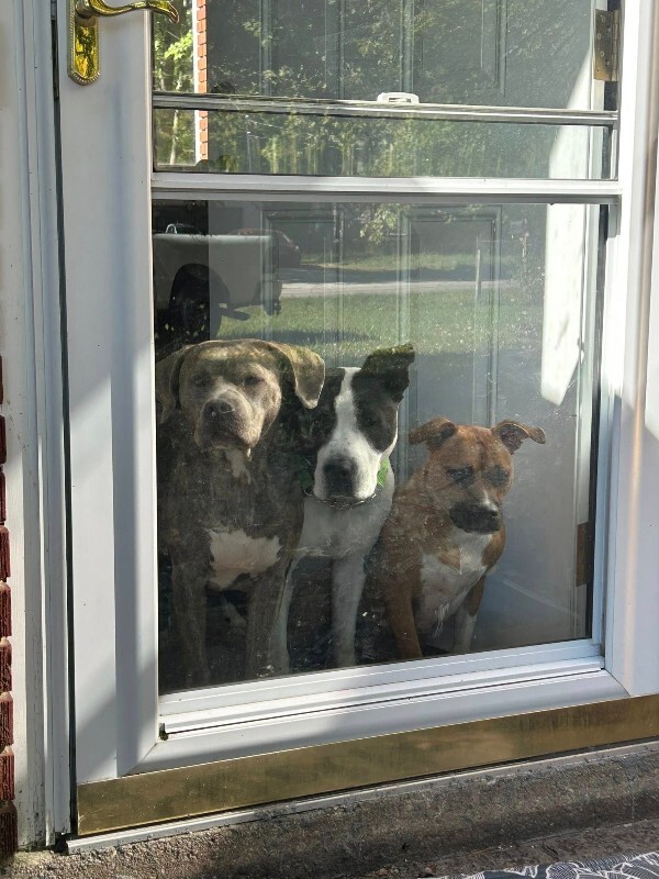 View Chev the Dog Photo #4