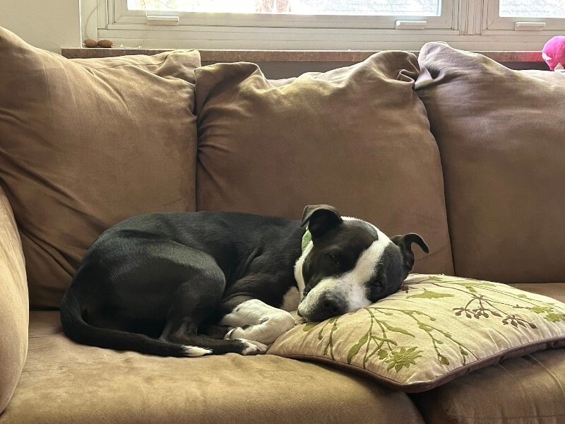 View Chev the Dog Photo #5