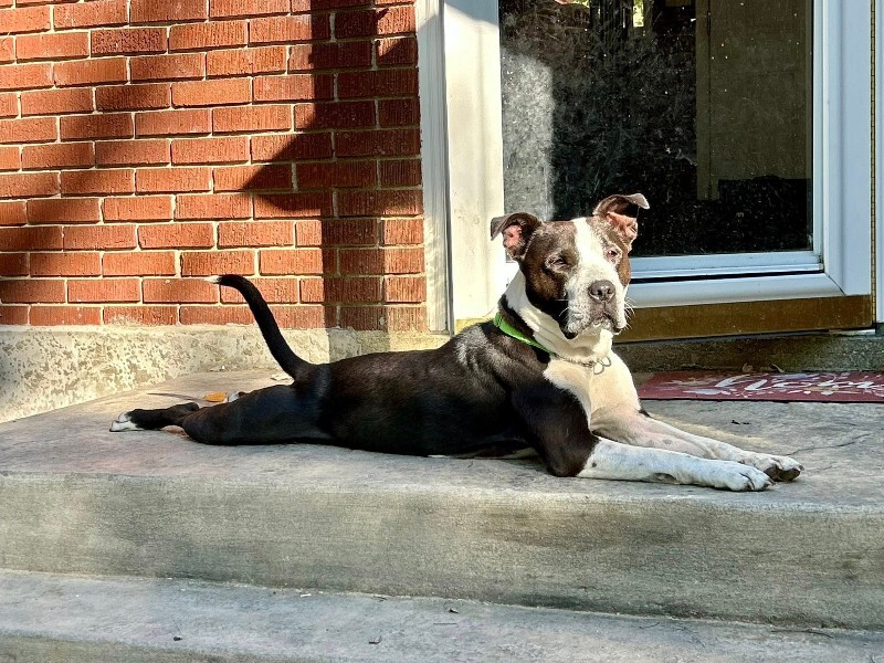 View Chev the Dog Photo #19