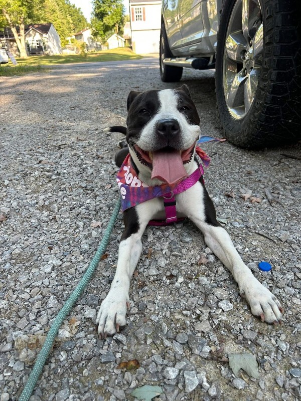 View Chev the Dog Photo #14