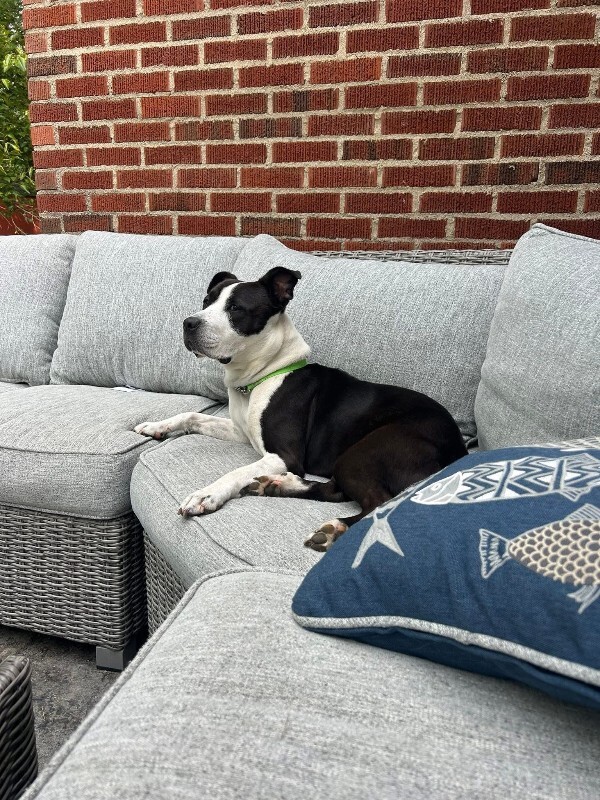 View Chev the Dog Photo #18