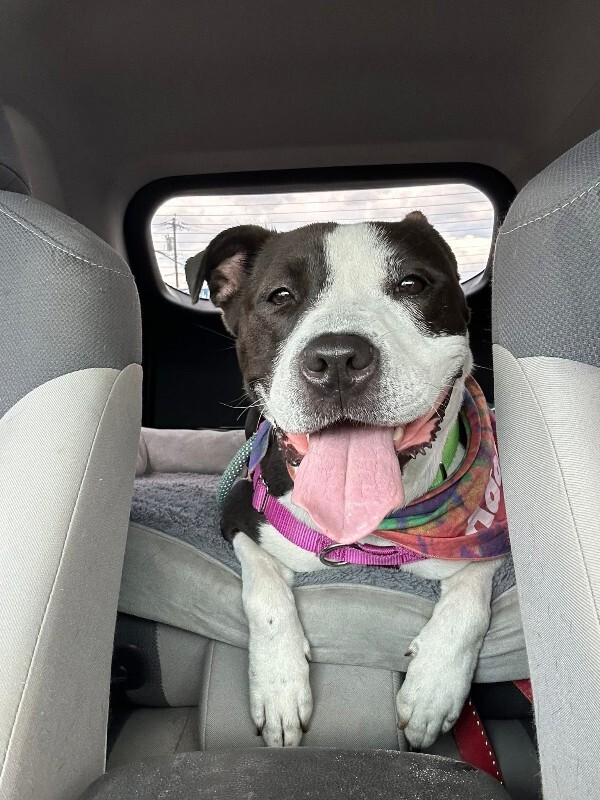 View Chev the Dog Photo #10