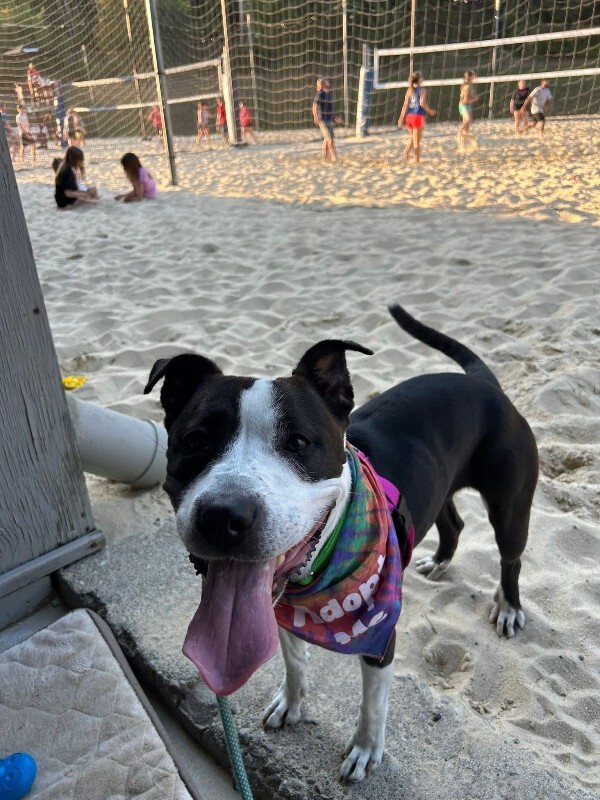 View Chev the Dog Photo #12