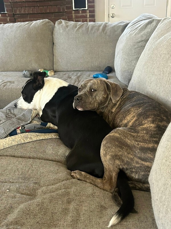 View Chev the Dog Photo #17