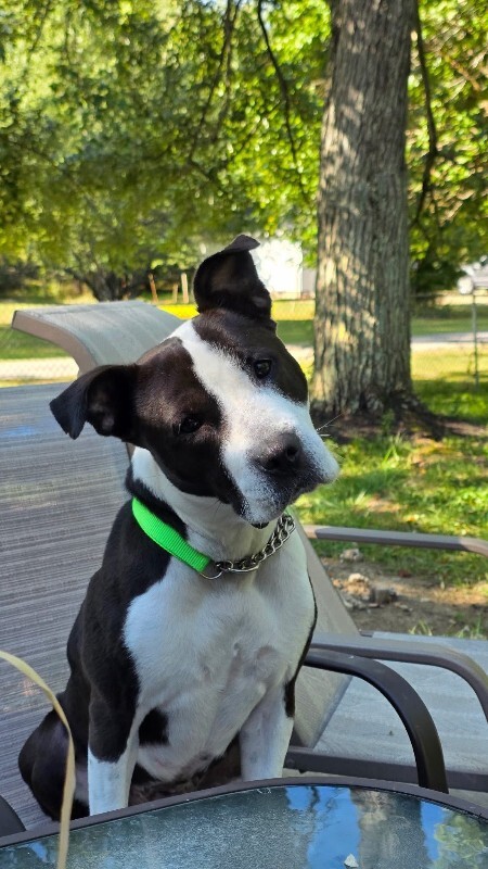 View Chev the Dog Photo #8