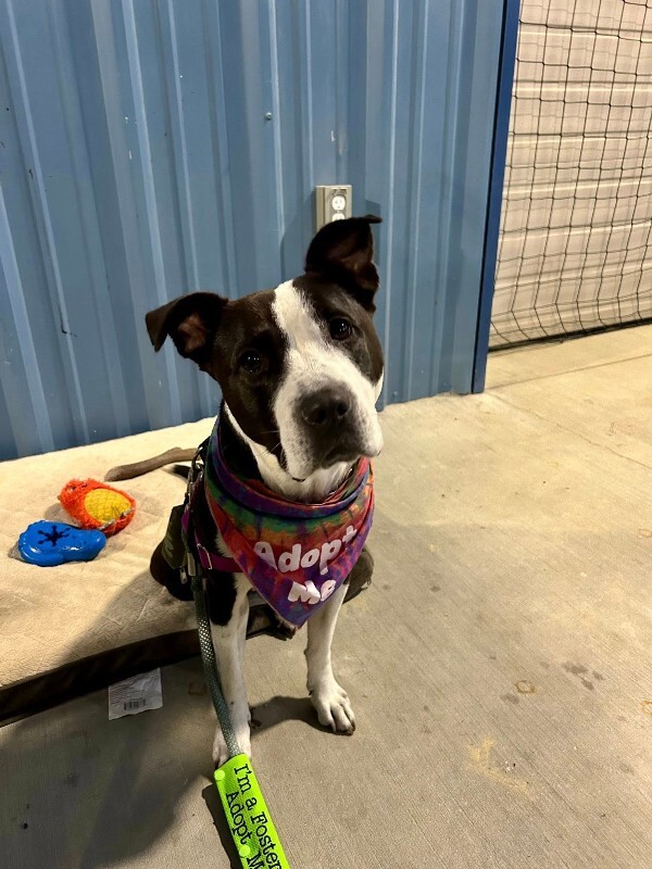 View Chev the Dog Photo #9