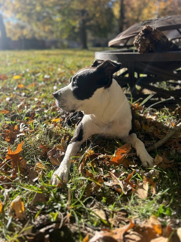 View Chev the Dog Photo #13