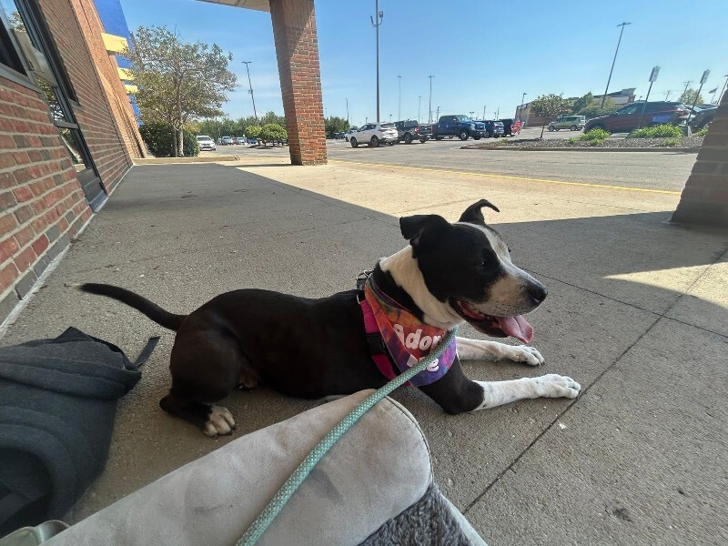 View Chev the Dog Photo #11