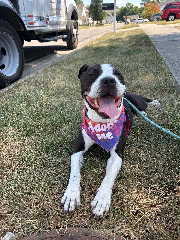 View Chev the Dog Photo #15