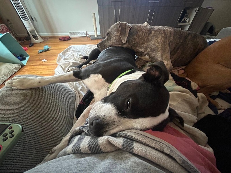 View Chev the Dog Photo #3